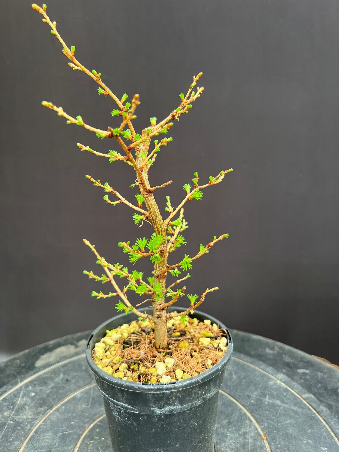 SOLD Larix kaempferi/Japanese Larch Starter Bonsai