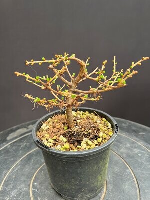 SOLD Larix kaempferi/Japanese Larch Starter Bonsai