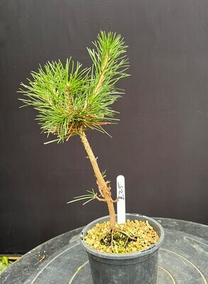 SOLD Pinus thunbergii/Japanese Black Pine Starter Bonsai