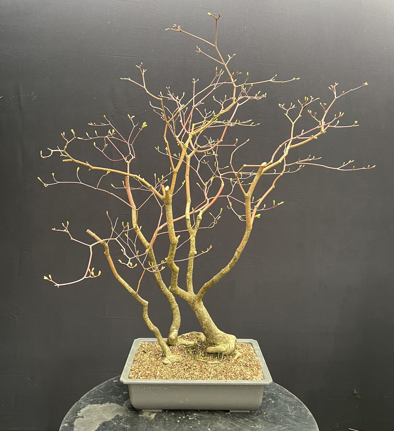 SOLD Acer palmatum/ Japanese Maple triple-trunk bonsai (green leaf)