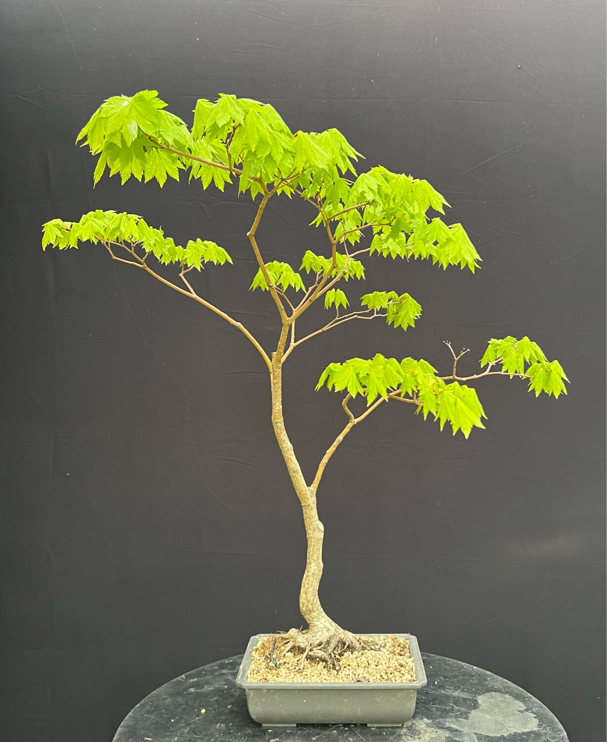 Acer palmatum shirasawanum jordan/ Jordan Full Moon Japanese Maple bonsai (green leaf)