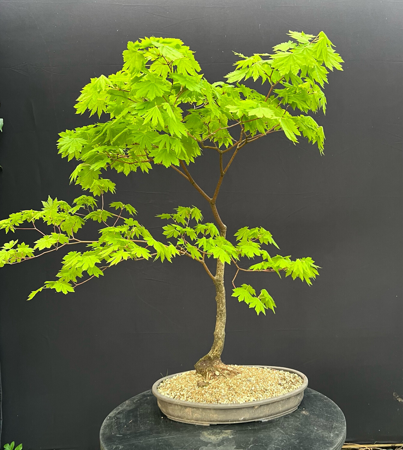 Acer palmatum shirasawanum jordan/ Jordan Full Moon Japanese Maple bonsai (green leaf)