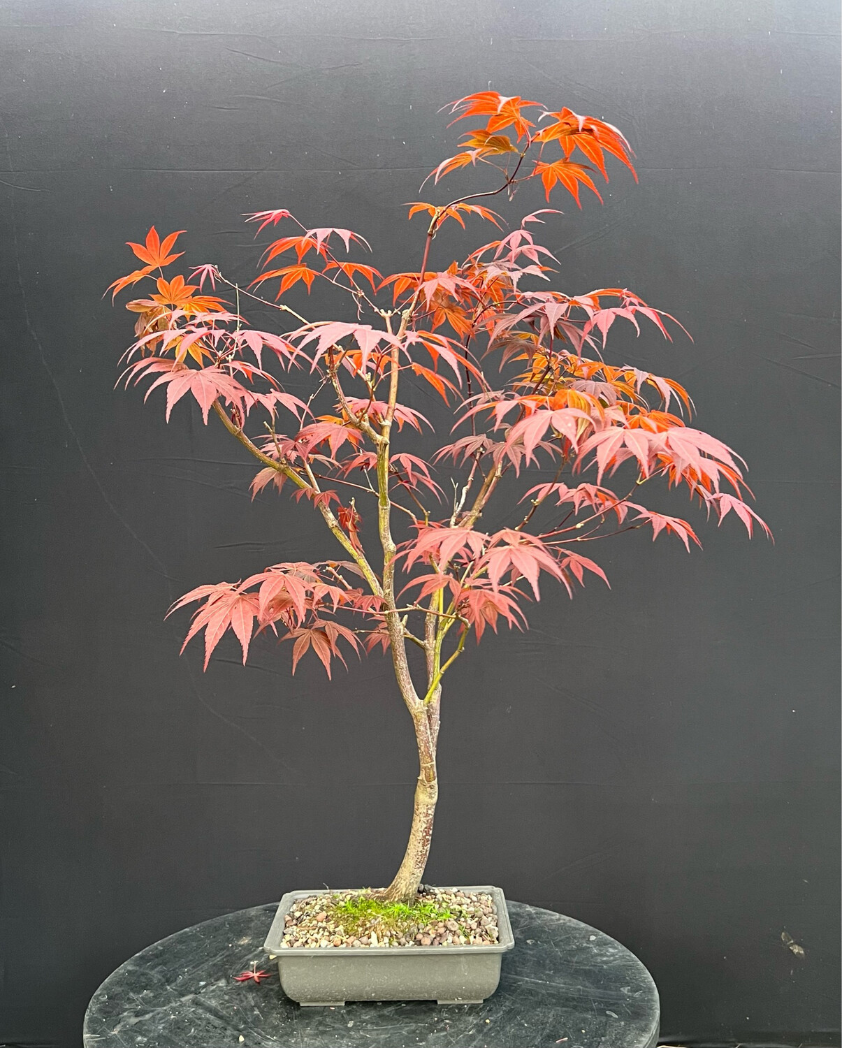 Acer palmatum/ Japanese Maple atropurpureum bonsai (red leaf)
