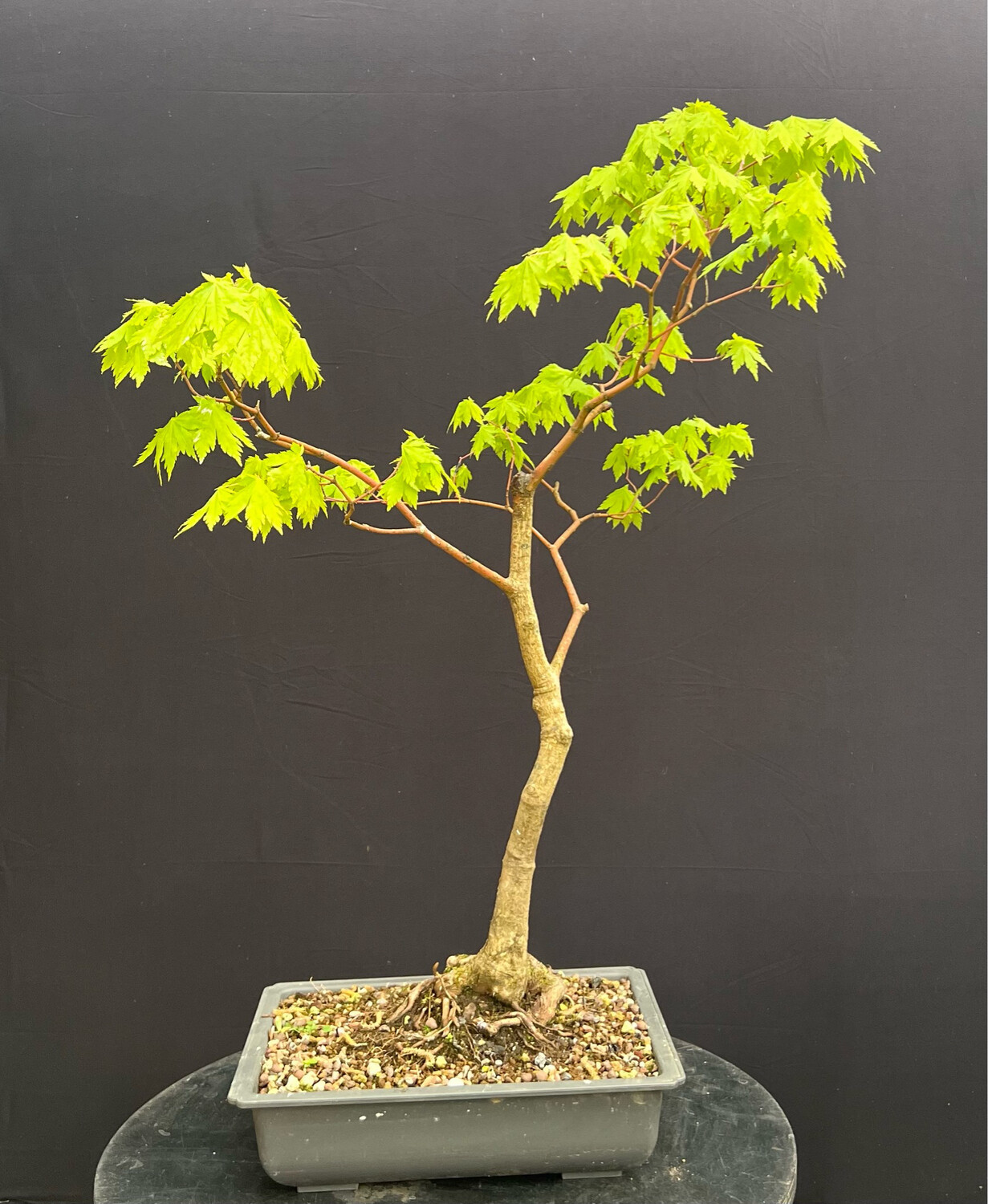 SOLD Acer palmatum shirasawanum jordan/ Jordan Full Moon Japanese Maple bonsai (green leaf)