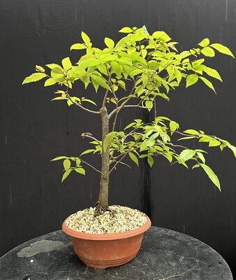 Zelkova serrata/Japanese Zelkova bonsai