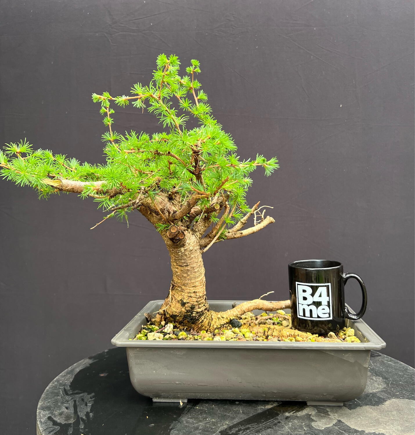 SOLD Larix decidua/Larch yamadori bonsai from Wales