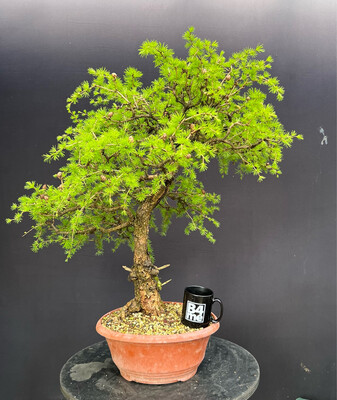 Larix decidua/European Larch bonsai