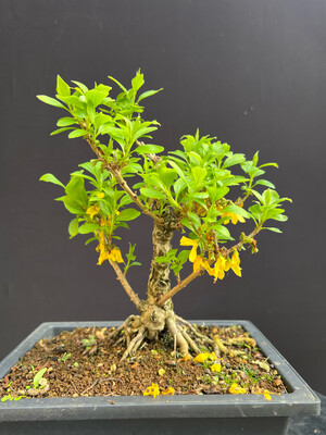Forsythia x intermedia/ Forsythia bonsai YELLOW FLOWERS