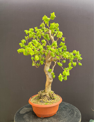 Corylus avallena 'Contorta'/Corkscrew Hazel or 'Harry Lauder's Walking Stick' bonsai.
