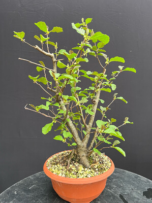 Alnus glutinosa/Black Alder bonsai
