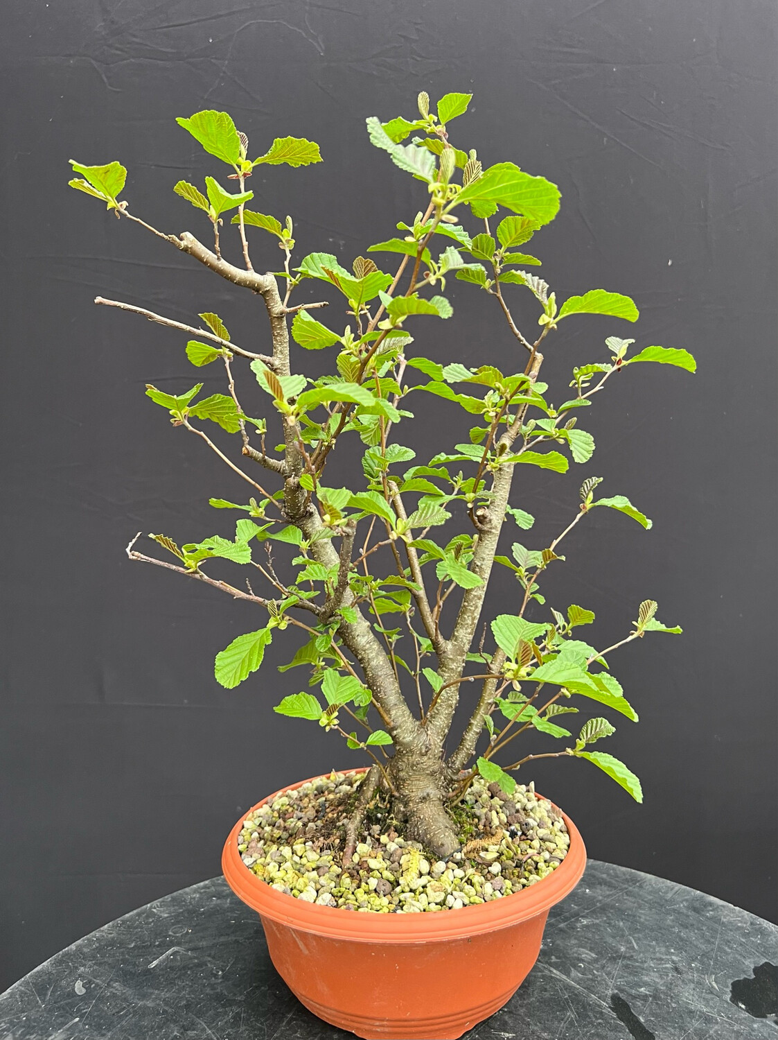 SOLD Alnus glutinosa/Black Alder bonsai