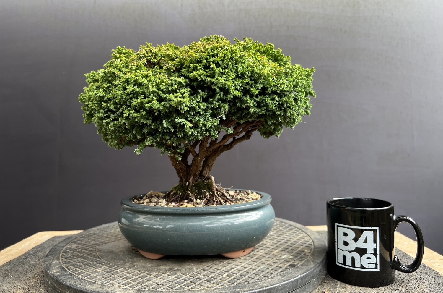 SOLD Cryptomeria japonica 'Yatsubusa'/Yatsubusa Japanese Cedar bonsai SHOHIN