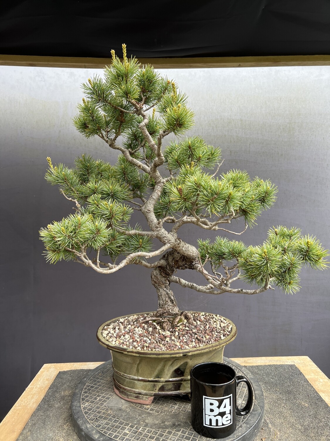 SOLD Pinus parviflora/ Japanese White Pine bonsai