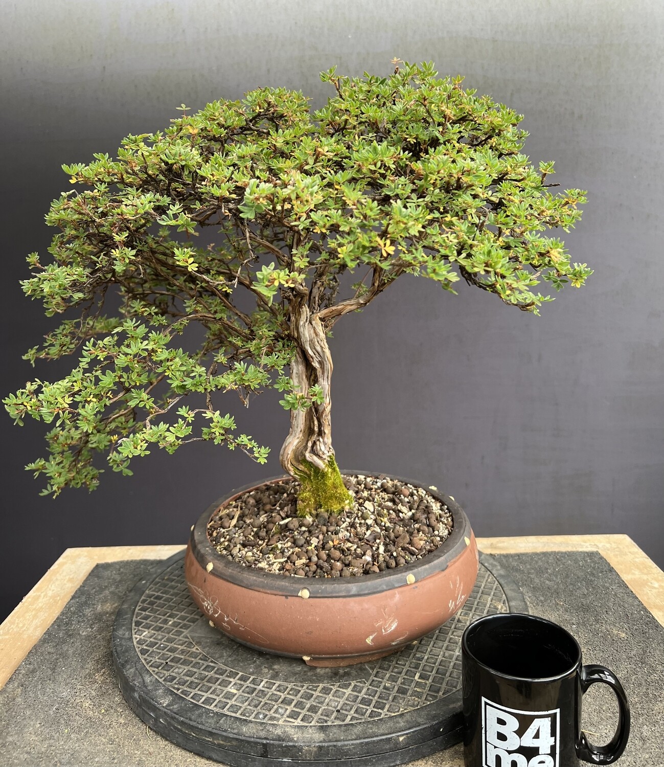 SOLD Potentilla fruticosa/Cinquefoil or Potentilla bonsai