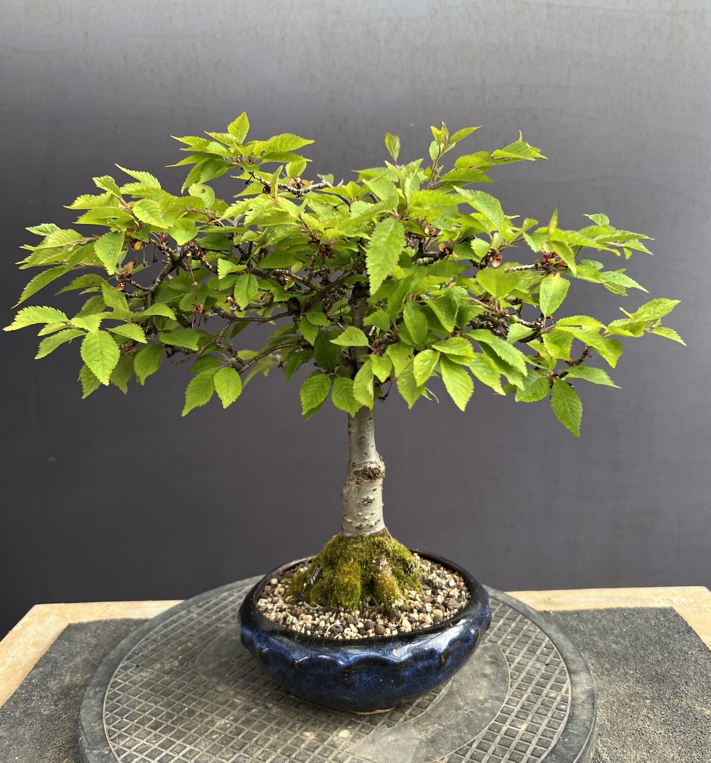 SOLD Prunus Kojo No Mai/Fuji Cherry bonsai