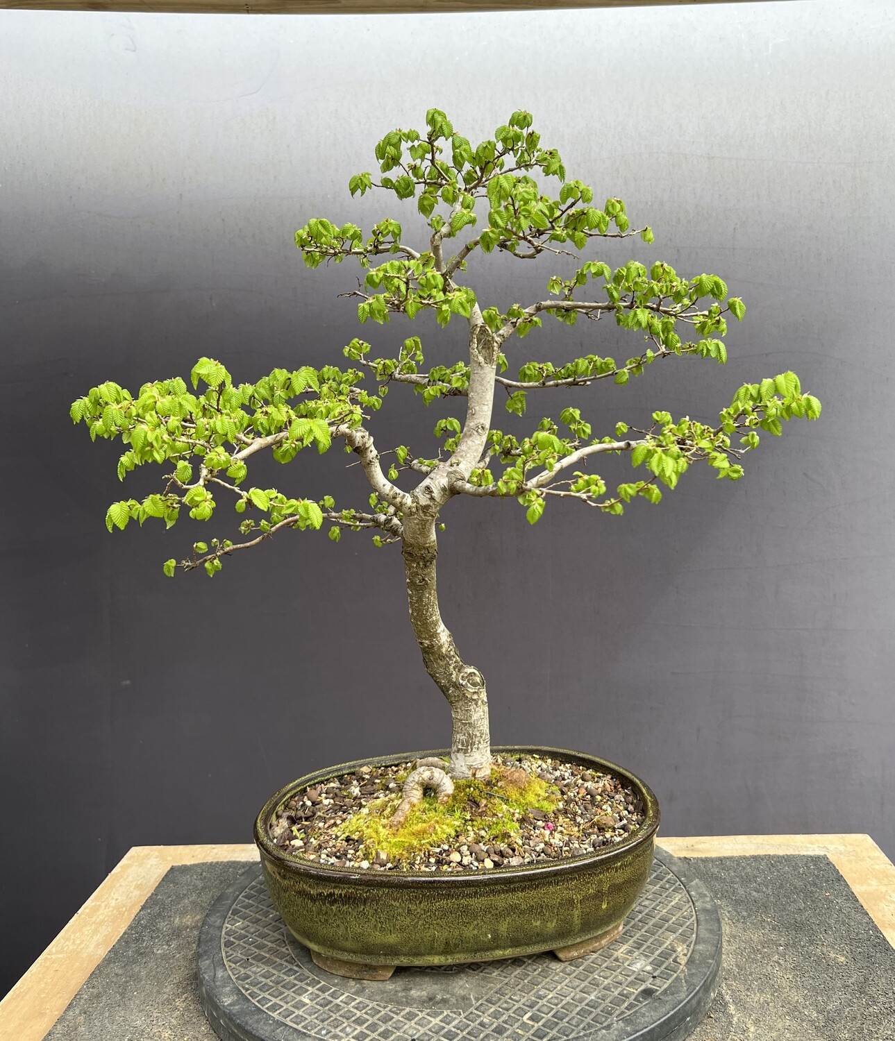 SOLD Ulmus procera/Field Elm bonsai