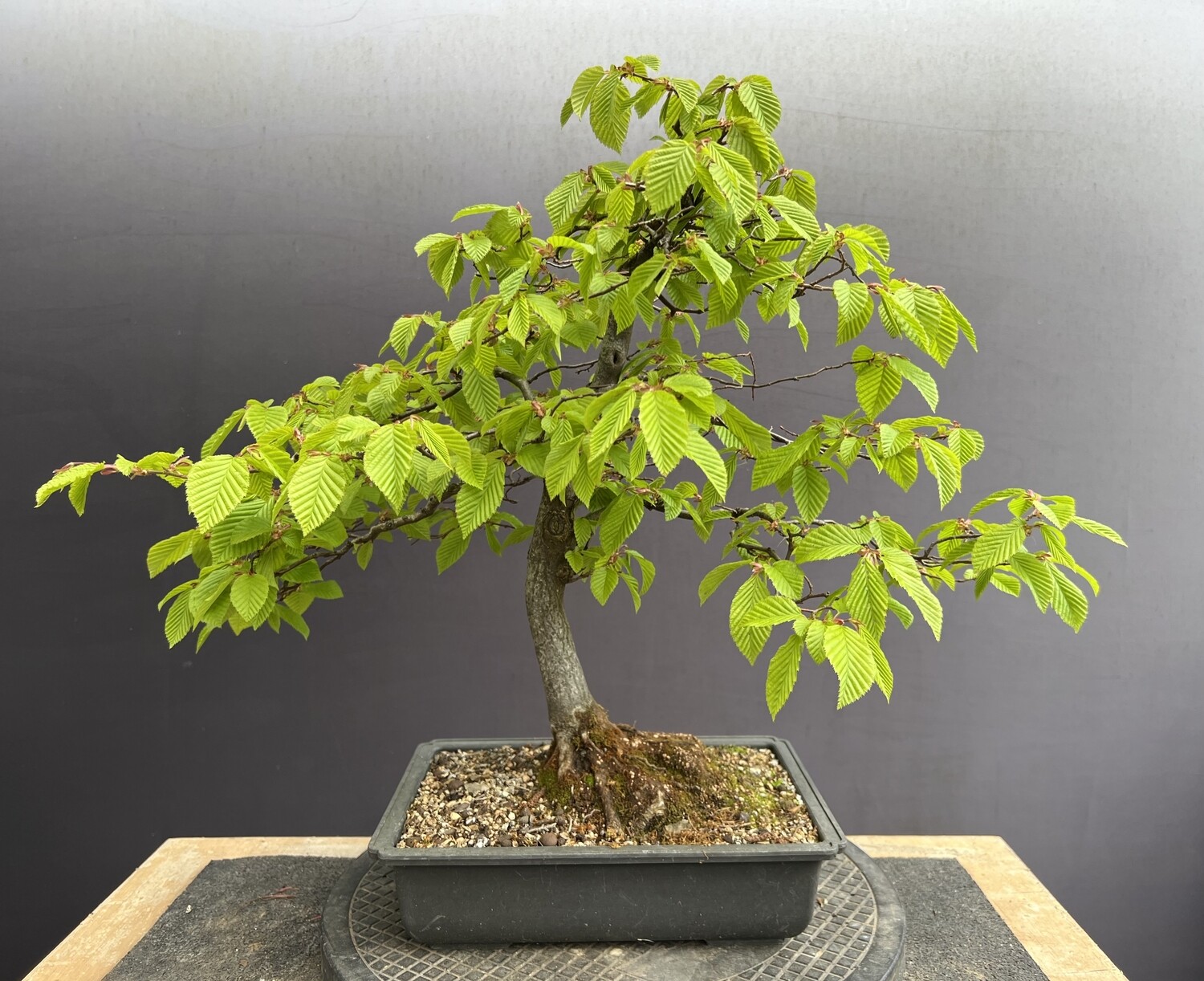 SOLD Carpinus betulus/Hornbeam bonsai