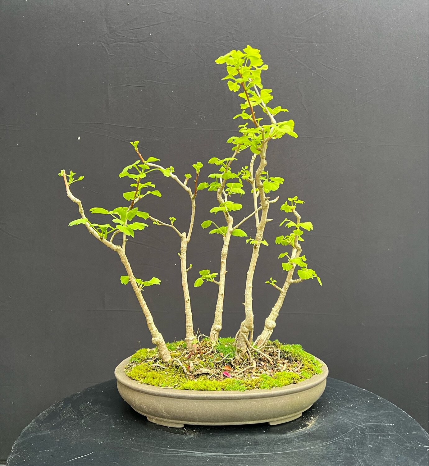 SOLD Ginkgo biloba/Gingko Forest bonsai