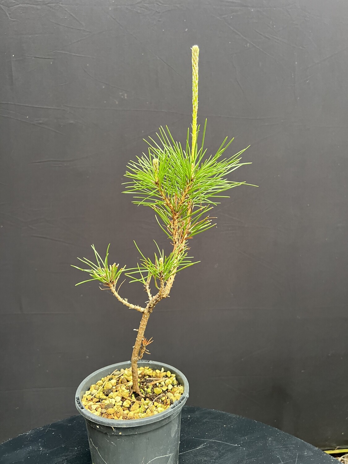 Pinus thunbergii/Japanese Black Pine Starter Bonsai