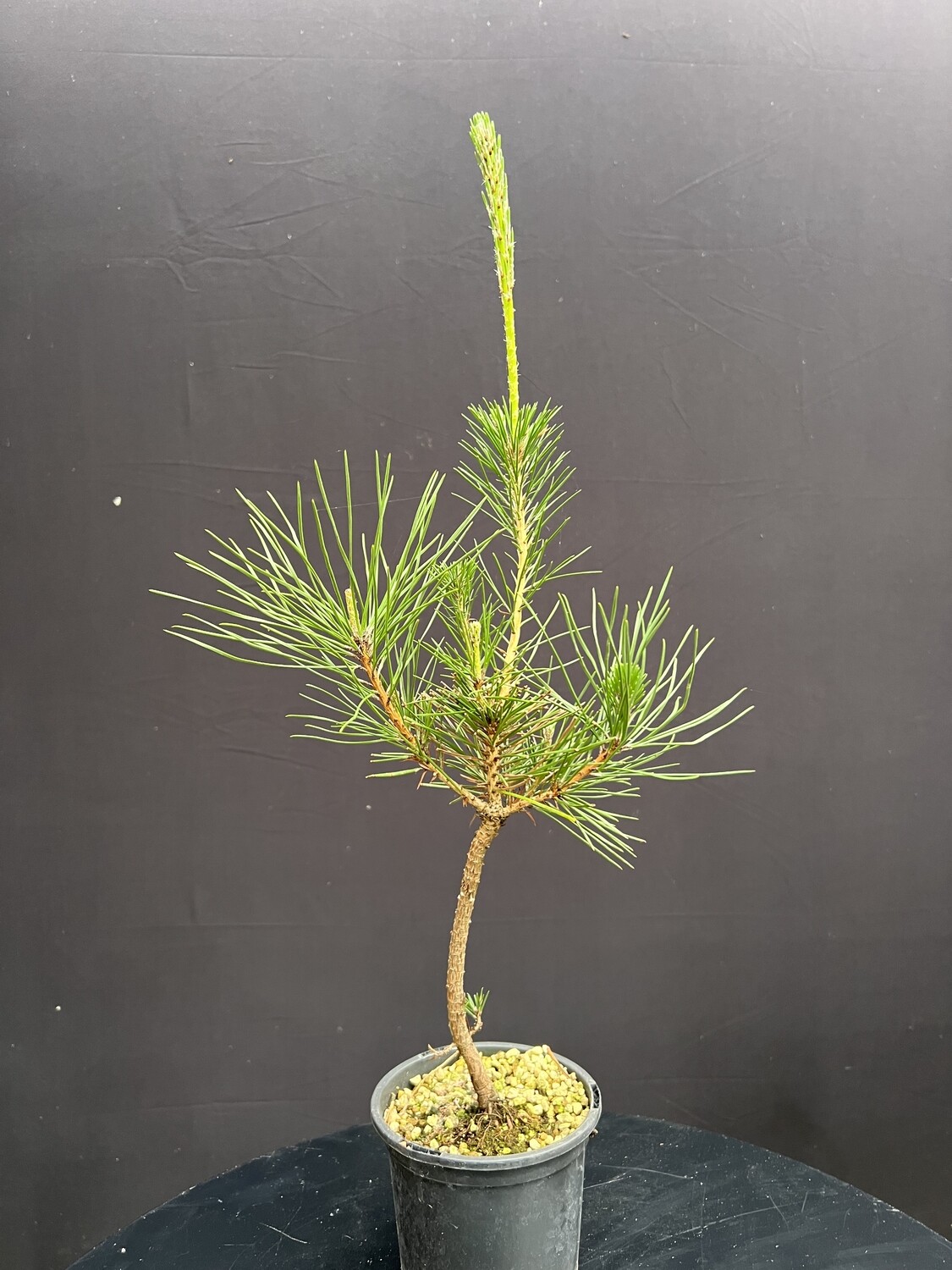 Pinus thunbergii/Japanese Black Pine Starter Bonsai