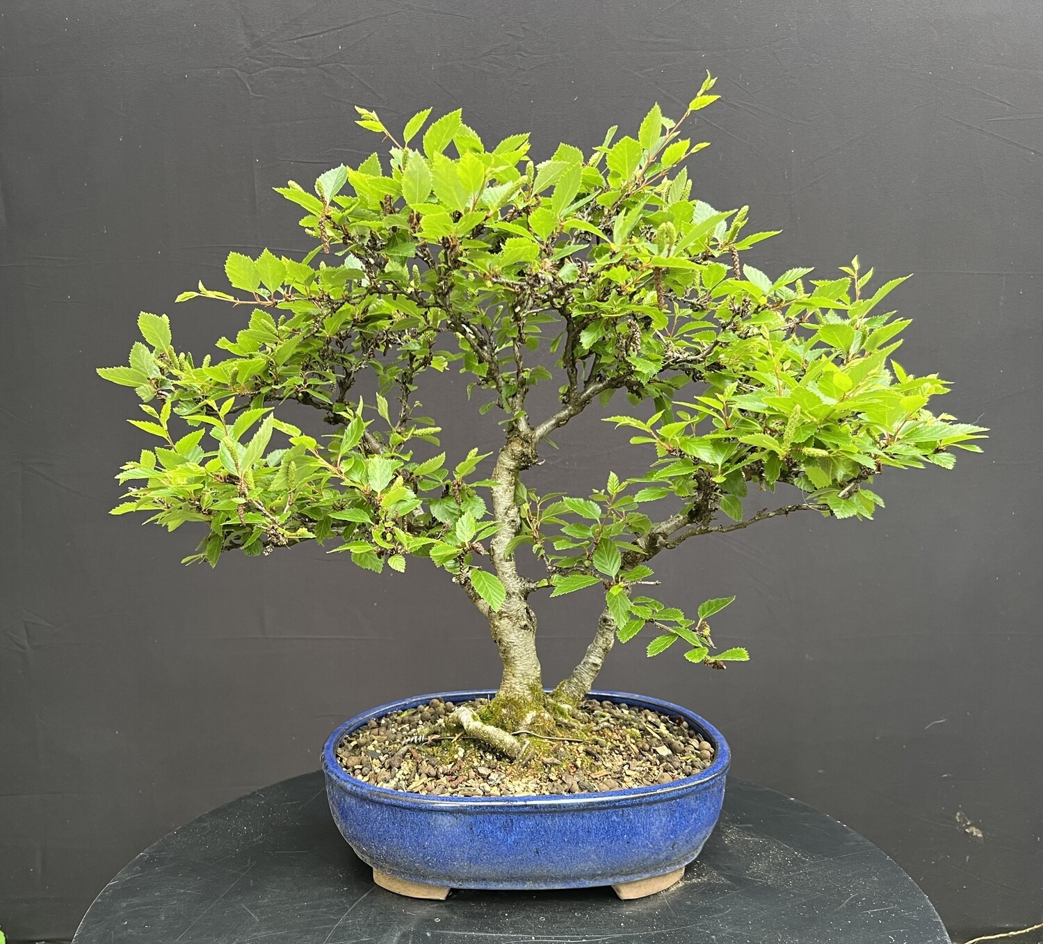 SOLD Betulus utilis/Himalayan Birch bonsai