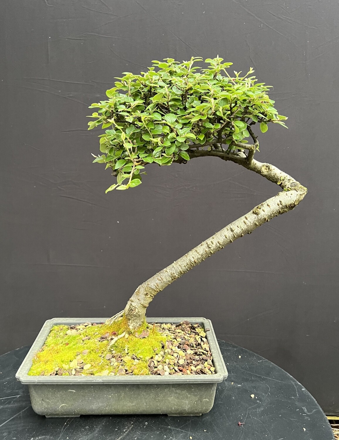 SOLD Cotoneaster species unknown/Cotoneaster Bonsai