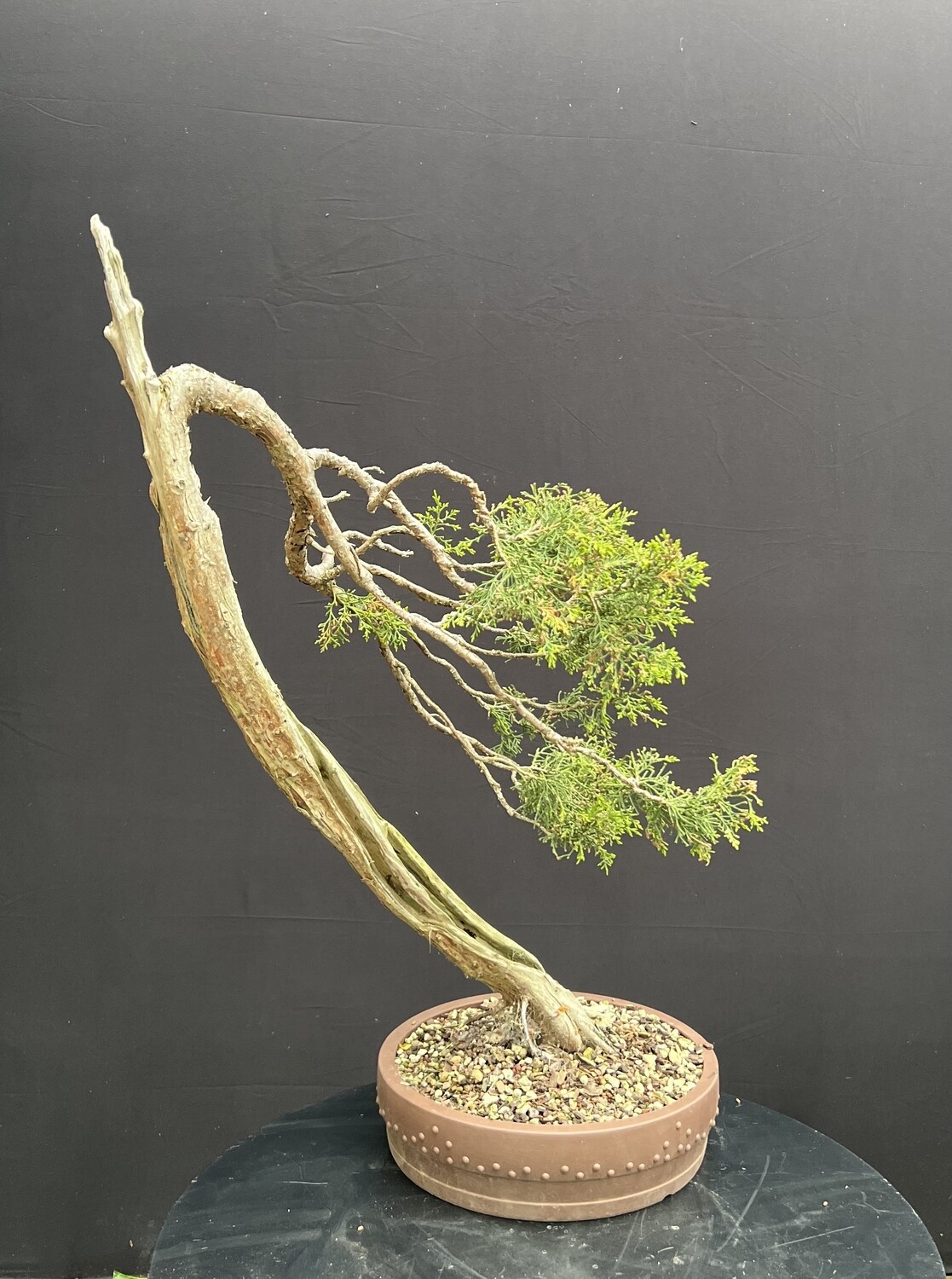 SOLD Juniperus chinensis/Chinese Juniper bonsai