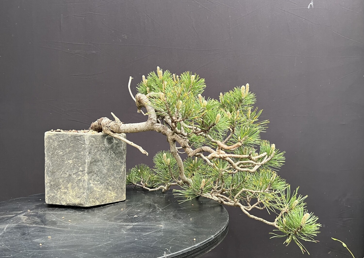 SOLD Pinus mugo/Mugo Pine bonsai