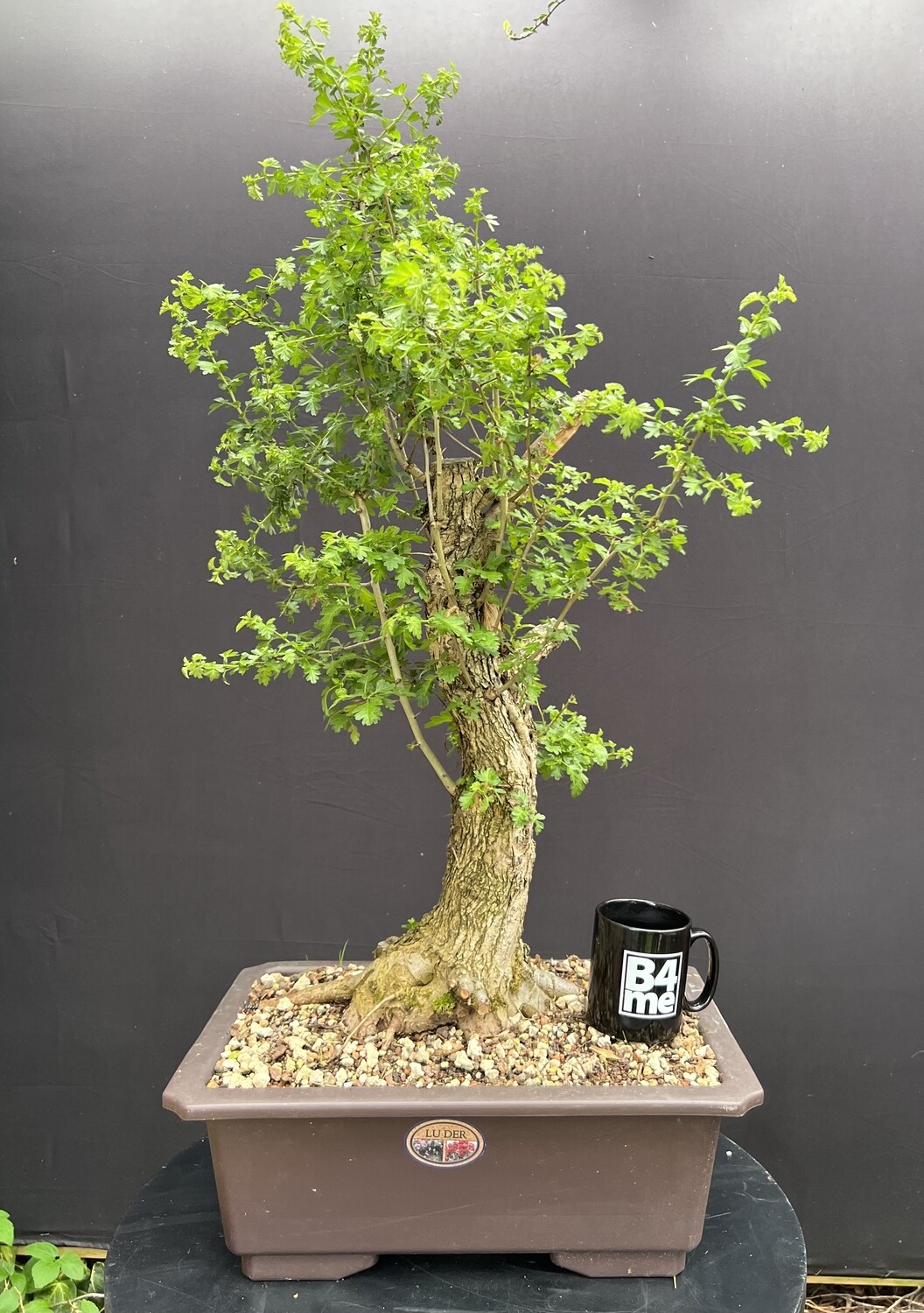SOLD Crataegus monogyna/Common Hawthorn raw yamadori bonsai