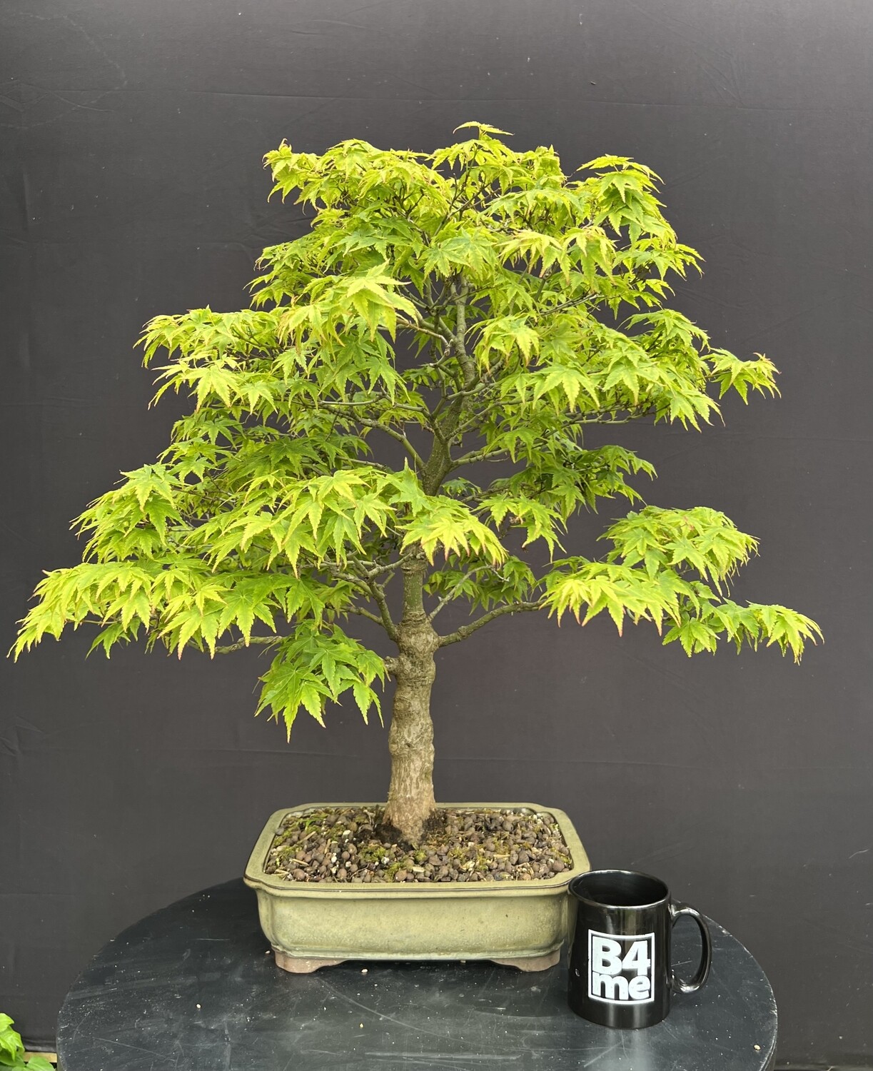 SOLD Acer palmatum/Japanese Maple bonsai