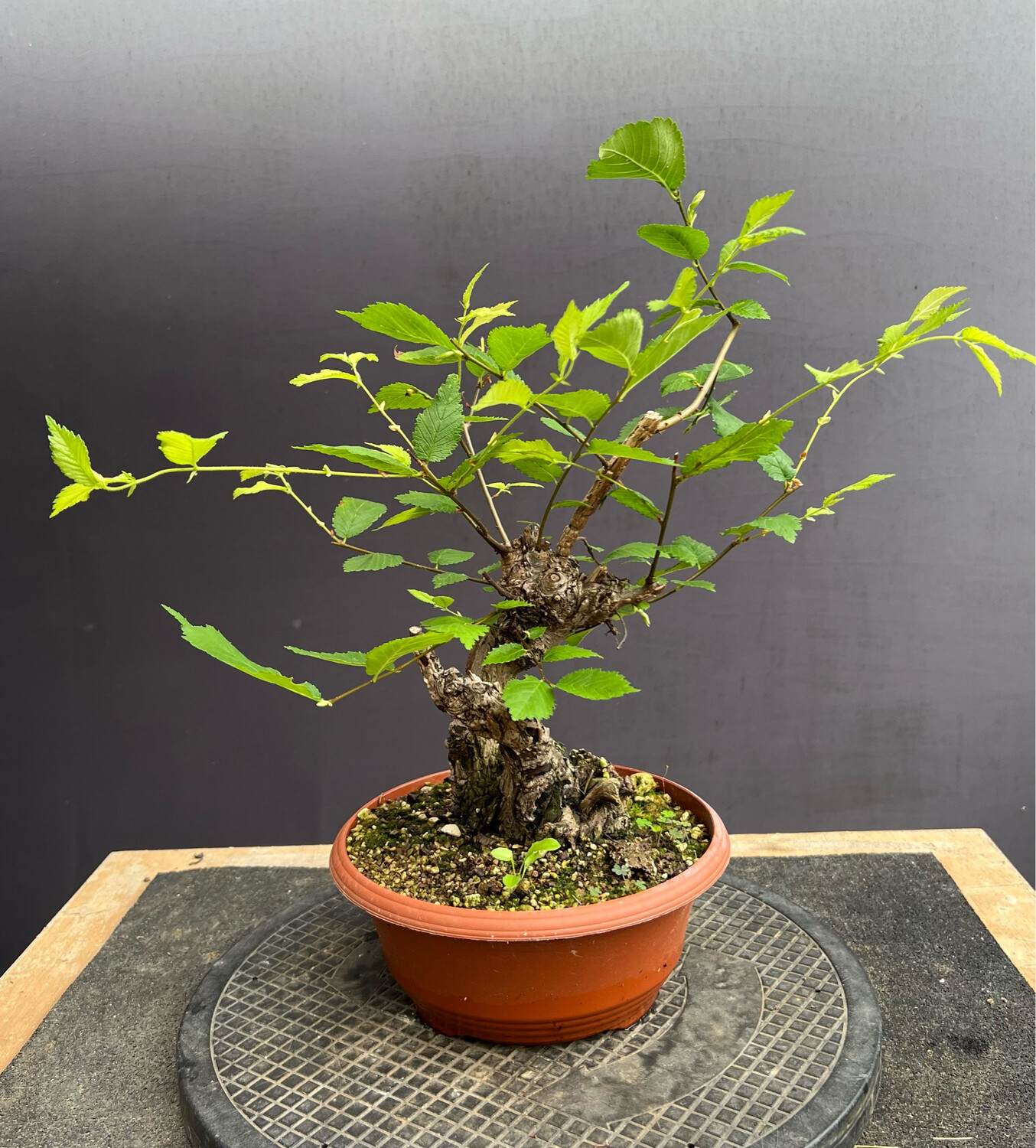 SOLD Ulmus minor/English Elm bonsai material