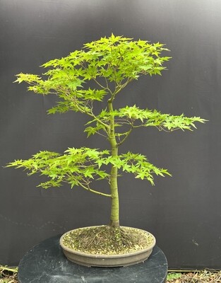 Acer palmatum/ Japanese Maple bonsai (green leaf)