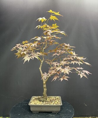 Acer palmatum/ Japanese Maple atropurpureum bonsai (red leaf)