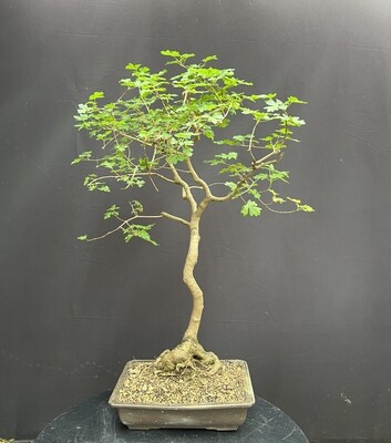 Acer campestre/Field Maple bonsai