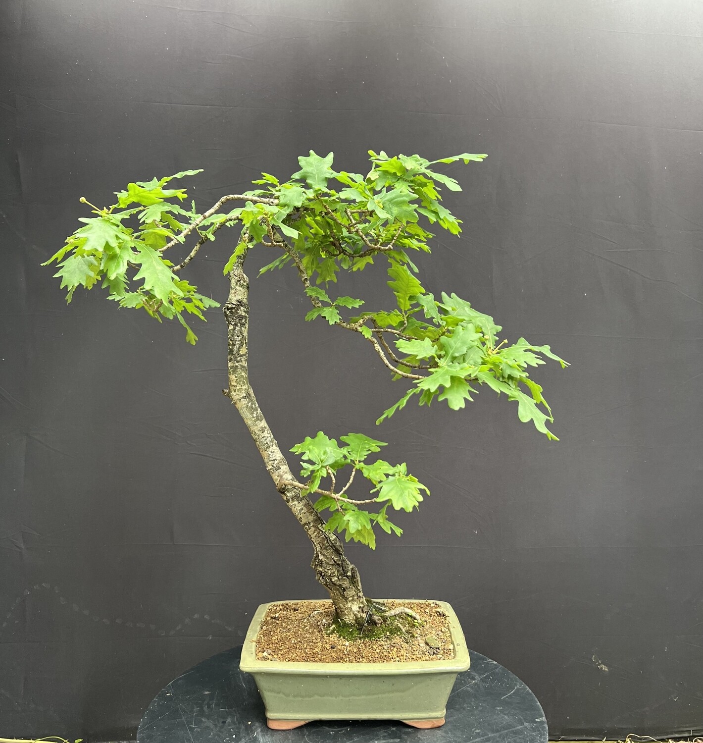 Quercus robur/English Oak bonsai