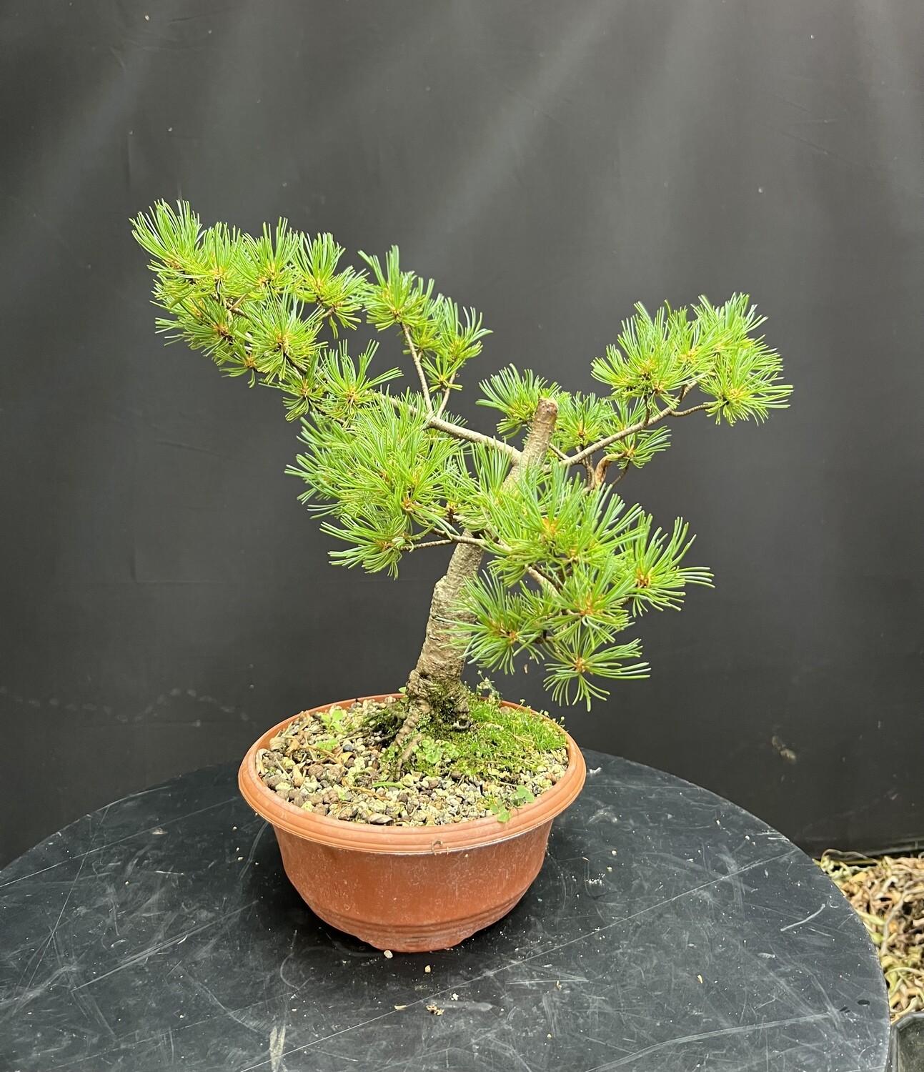 SOLD Pinus parviflora Kokonoe/Kokonoe White Pine bonsai