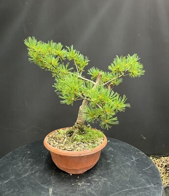 Pinus parviflora Kokonoe/Kokonoe White Pine bonsai