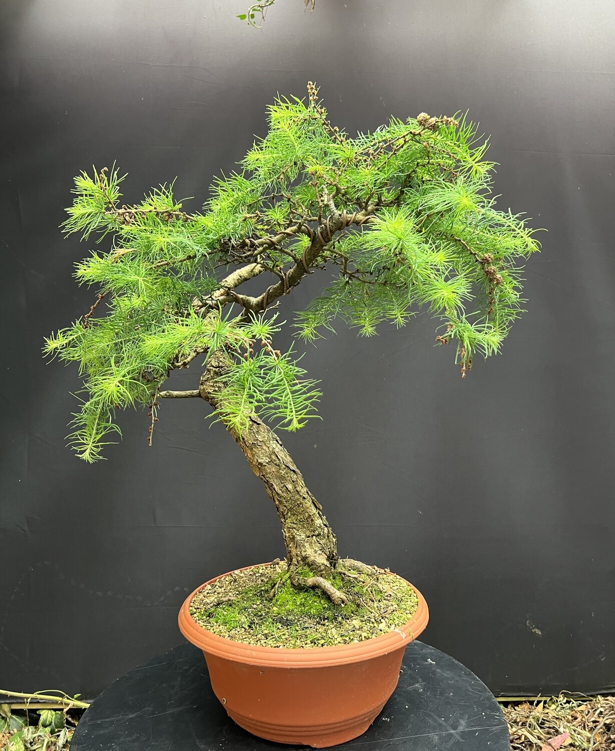 SOLD Larix kaempferi/Japanese Larch bonsai