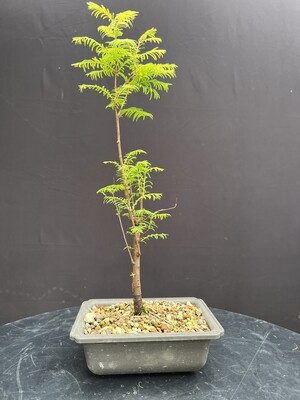 Metasequoia glyptostroboides/ Dawn redwood Starter Bonsai
