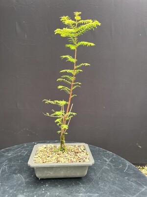 Metasequoia glyptostroboides/ Dawn redwood Starter Bonsai