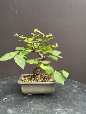 Ulmus minor/English Elm bonsai material