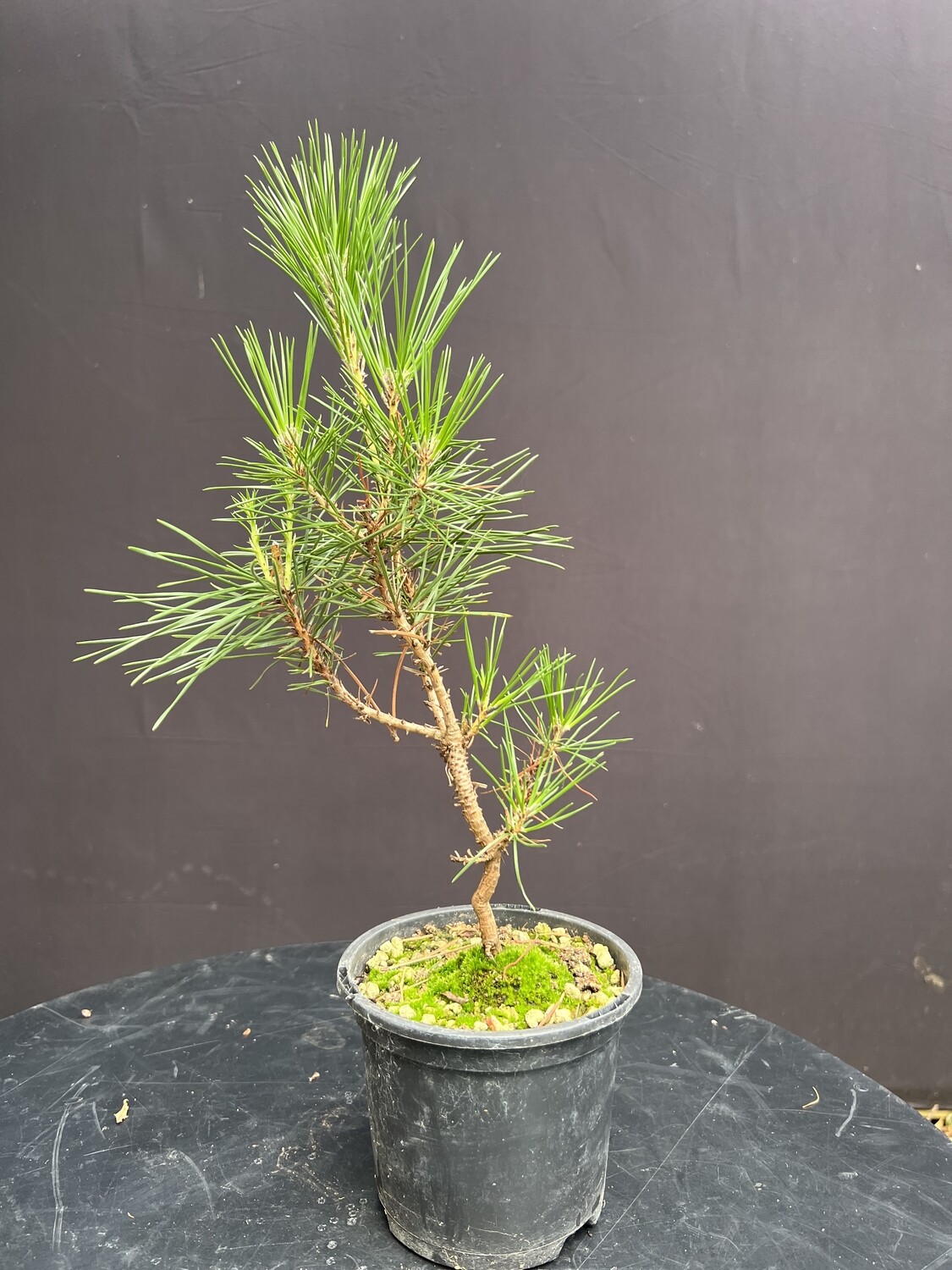 SOLD Pinus thunbergii/Japanese Black Pine Starter Bonsai