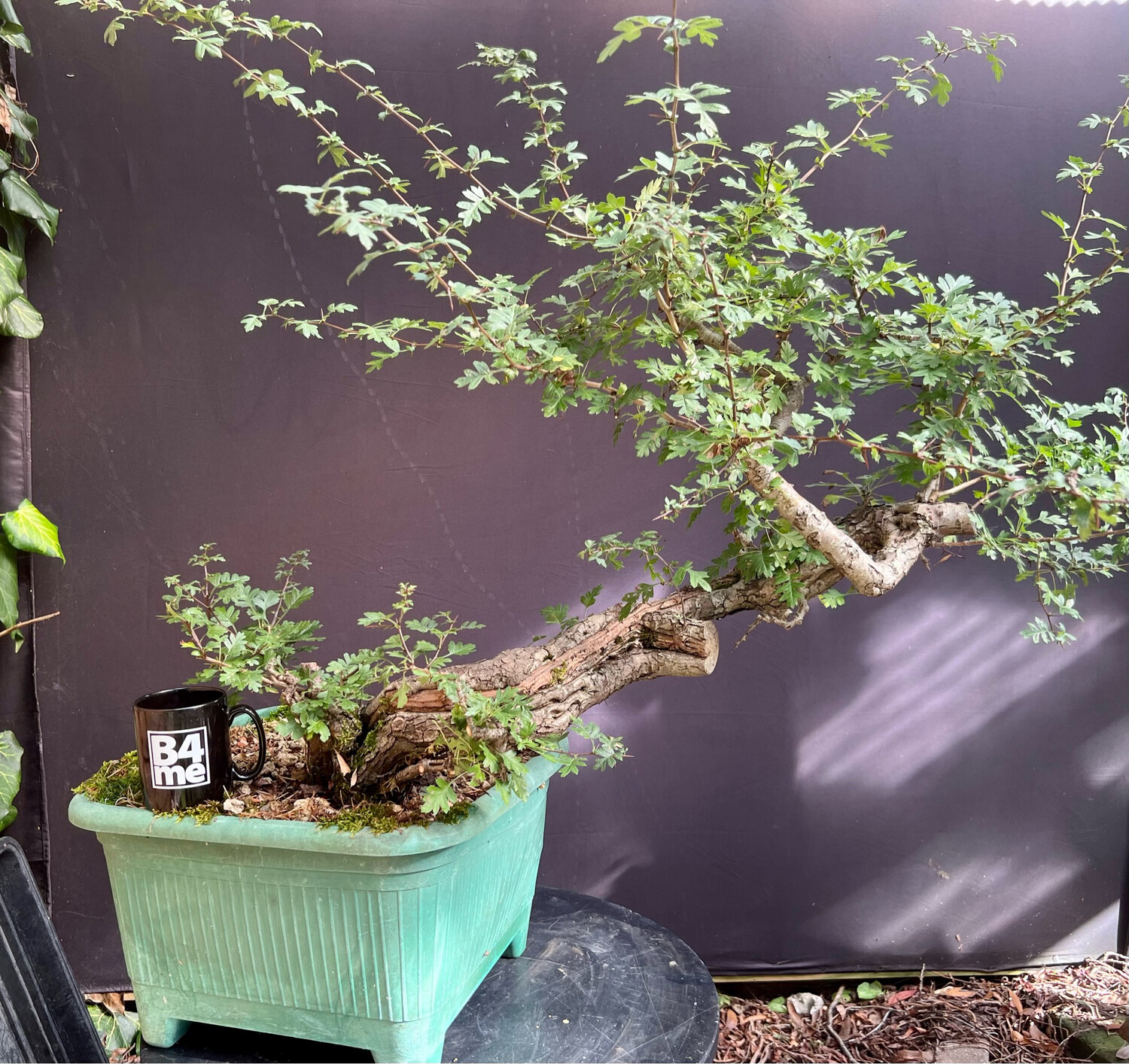 SOLD Crataegus monogyna / Raw Hawthorn Yamadori bonsai