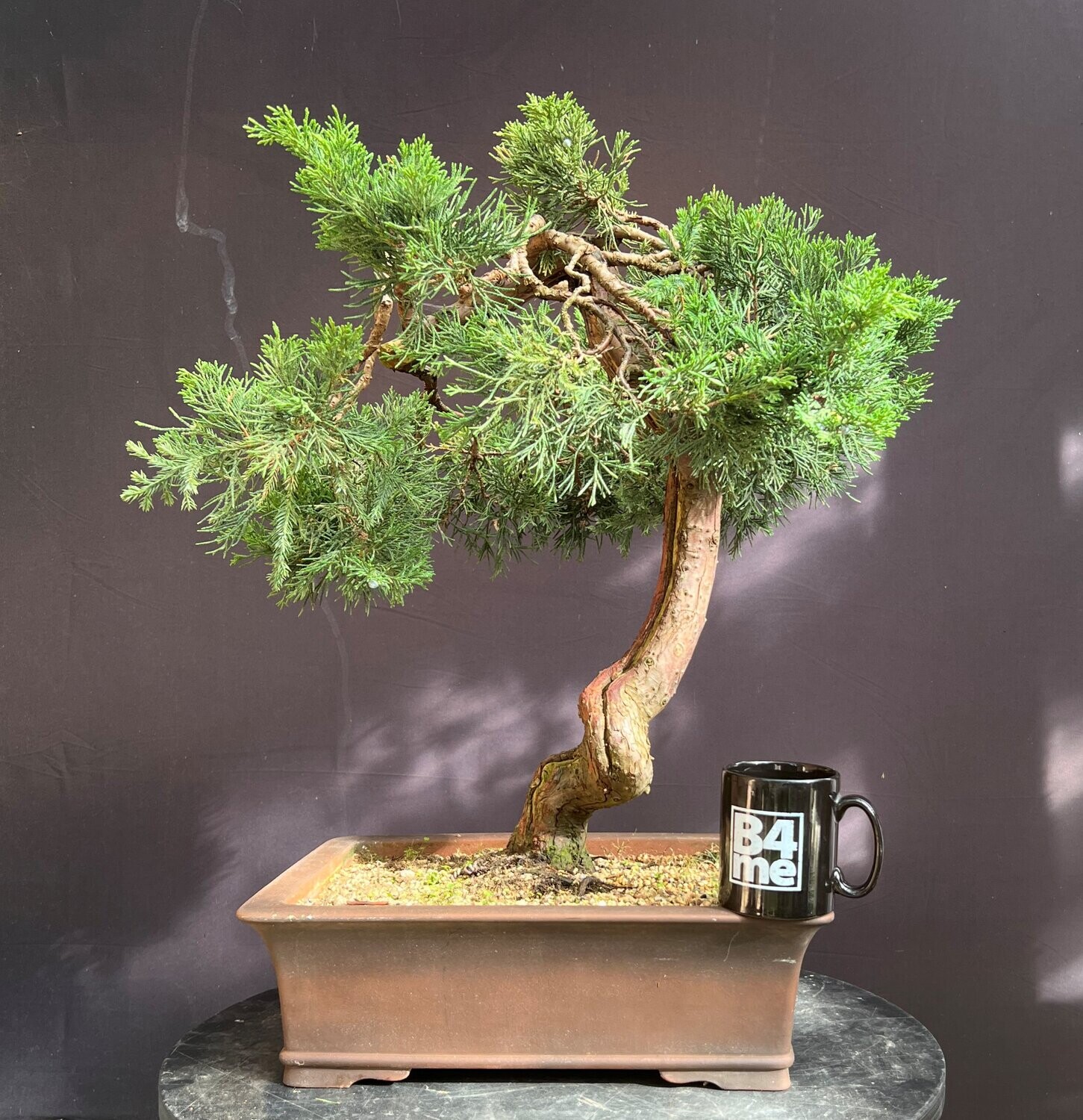 SOLD Juniperus chinensis 'Parsonii'/Parson's Juniper bonsai