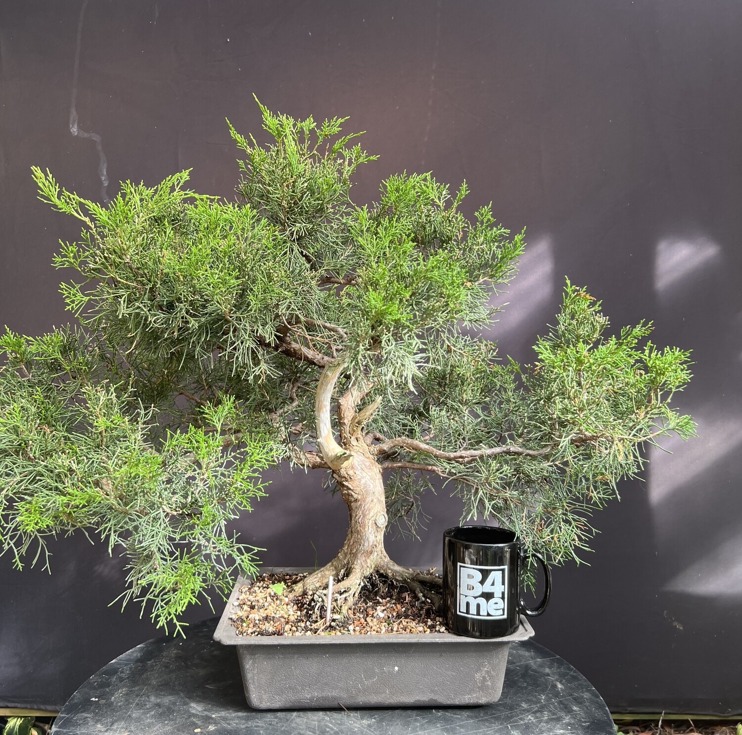 SOLD Juniperus chinensis 'San Jose'/San Jose Juniper bonsai
