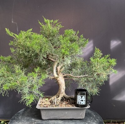Juniperus chinensis 'San Jose'/San Jose Juniper bonsai