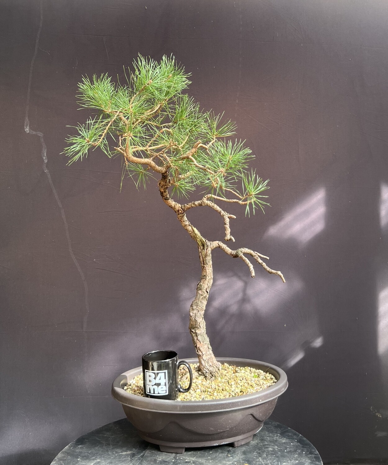 SOLD Pinus sylvestris/Scots Pine bonsai