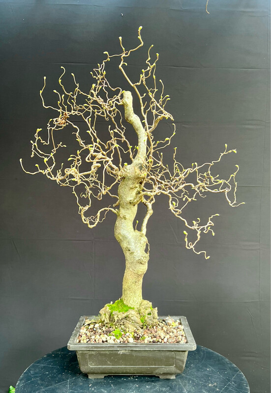 Corylus avallena &#39;Contorta&#39;/Corkscrew Hazel or &#39;Harry Lauder&#39;s Walking Stick&#39; bonsai.