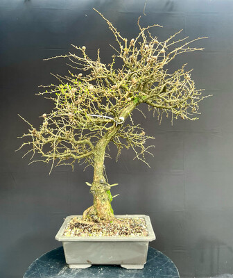 SOLD Larix decidua/European Larch bonsai