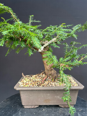 Taxus bacatta/English Yew bonsai
